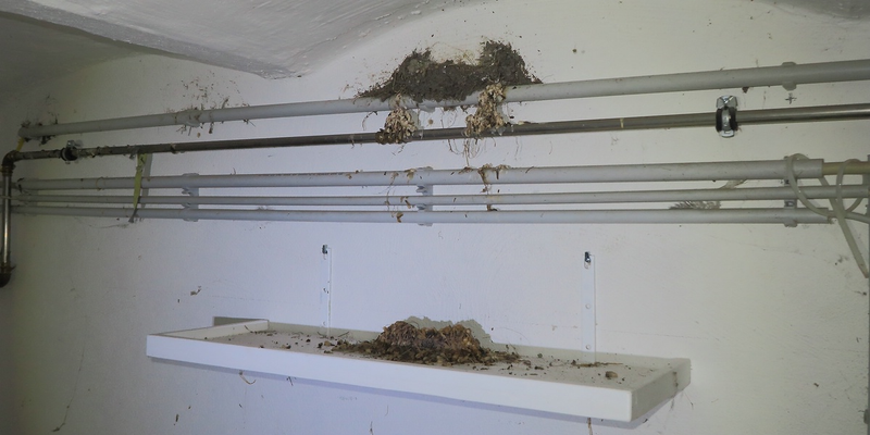 Ein Kotbrett unter dem Nest kann den Grad der Verschmutzung mindern