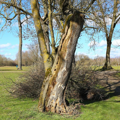 Natürliches Insektenhotel im Totholz einer Esche