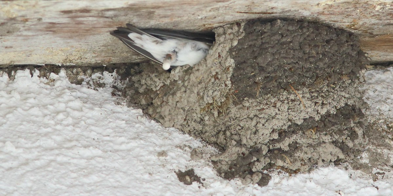 "Vorbereitung" einer erneuten Verschmutzung