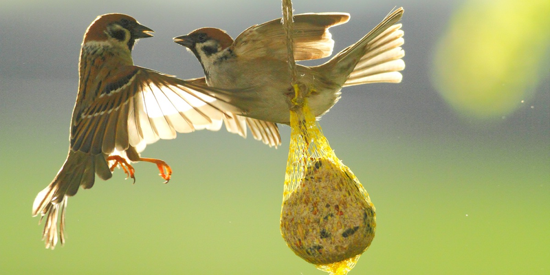 Feldsperlinge im Kampf um den besten Platz