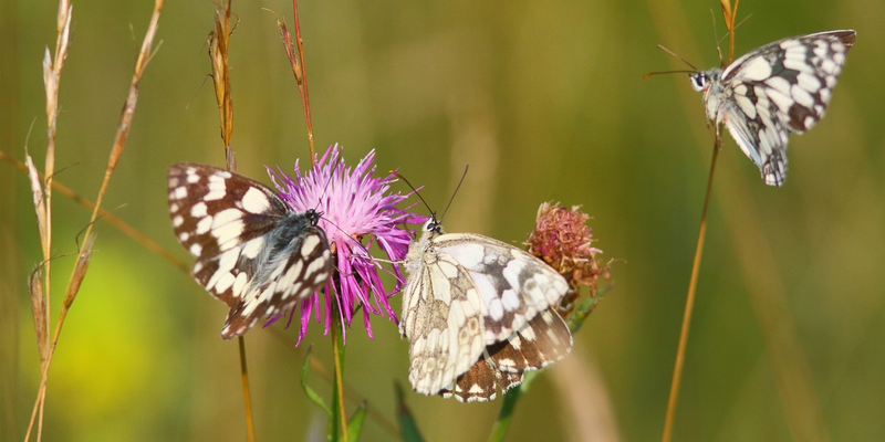Schachbrettfalter - Melanargia galathea