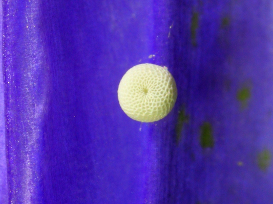Ei des Lungenenzian-Ameisenbläulings (ca. 1 mm groß) auf einer Blüte des Lungenenzians