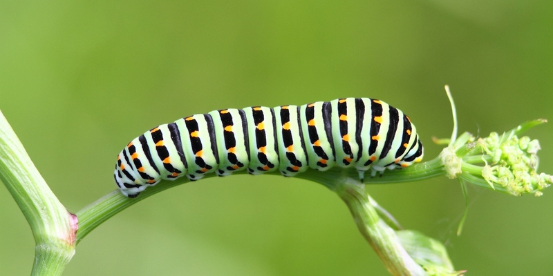 Schwalbenschwanz-Raupe - Papilio machaon