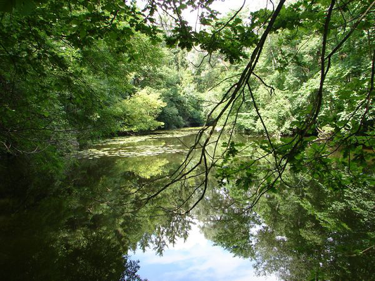 Lebensraum des Eisvogels