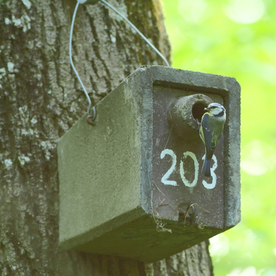 Großraum-Nistkasten für Meisen