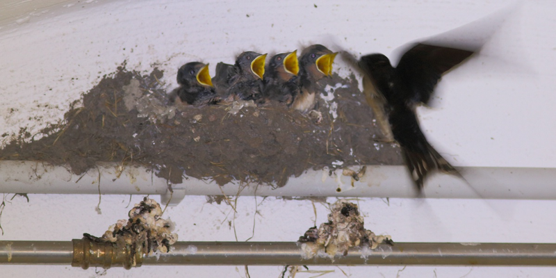 Rauchschwalben-Nest und seine Problematik