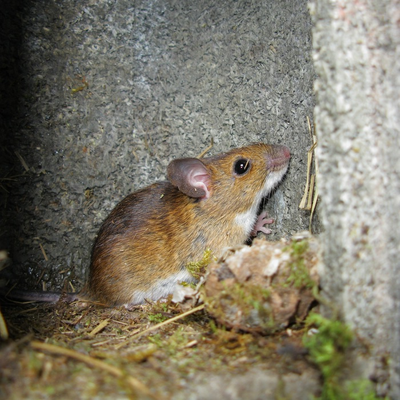 Im Nistkasten brütende Waldmaus