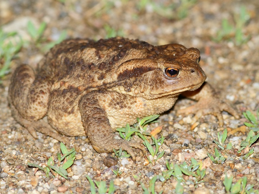 Erdkröte