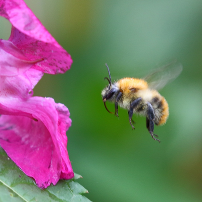 Rotpelzige Sandbiene - Andrena fulva