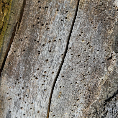Von Insekten geschaffene Brutkammern im "natürlichen" Insektenhotel