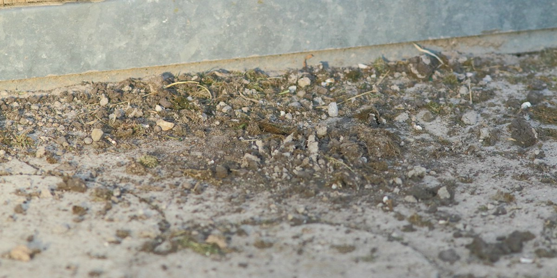 Reste der entfernten Nester am Boden darunter