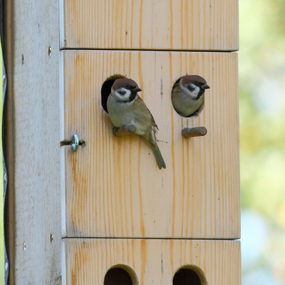 "Fehlbelegung" durch Feldsperlinge