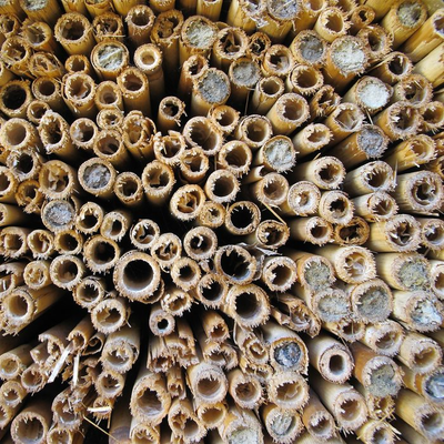 Für Wildbienen sind Schilfhalme gut geeignete Brutkammern