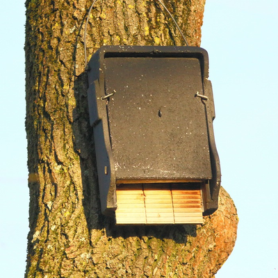 30 Jahre alter Flachkasten aus Holzbeton mit den fotografierten Abendseglern darin 