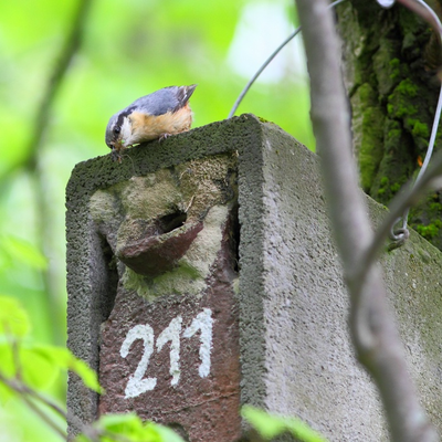 Kleiber hat die Nistkasten-Öffnung nach seinen Vorstellungen umgestaltet