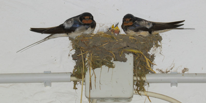 Kein optimaler Platz für ein Nest