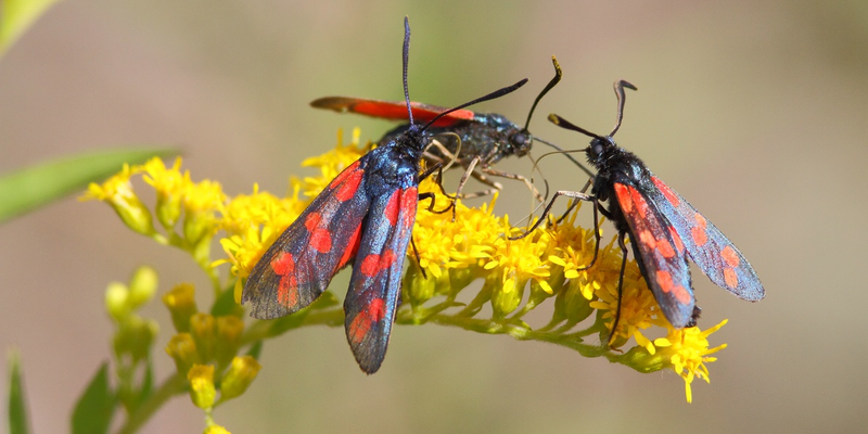 Sechsfleckwidderchen (Blutströpfchen) - Zyagena filipendulae auf einer Goldrute