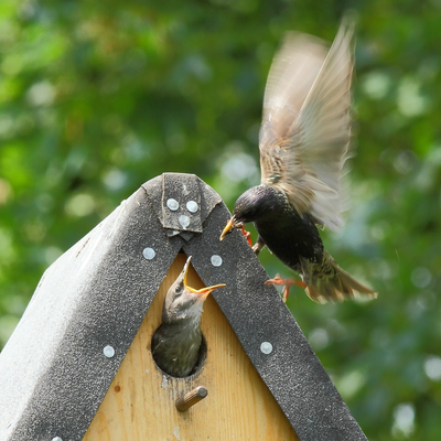 Erfolgreiche Starenbrut