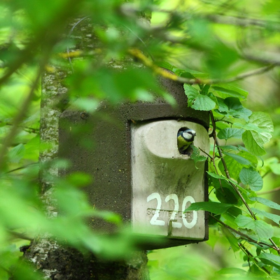 Großraum-Nistkasten