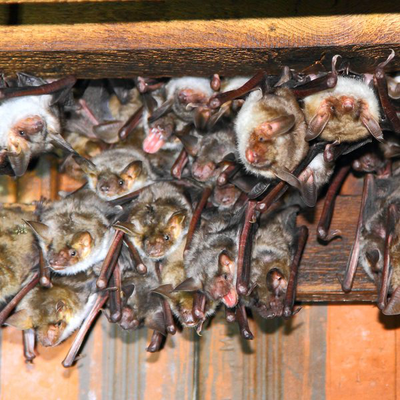 Wochenstube im Dachstuhl