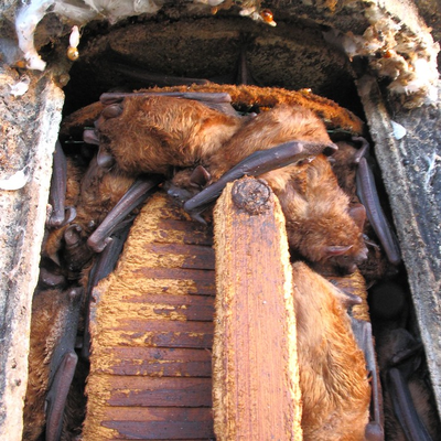 42 Abendsegler im Überwinterungskasten