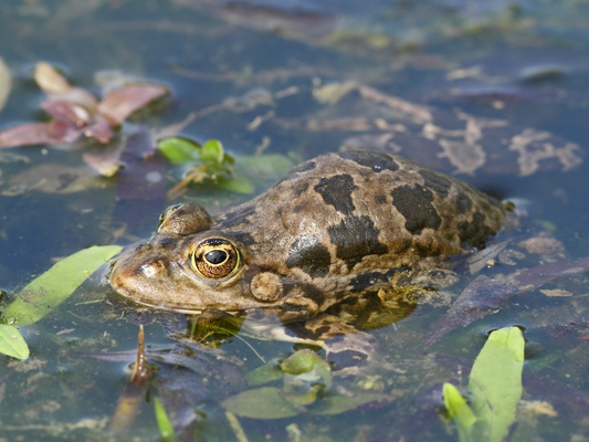 Seefrosch