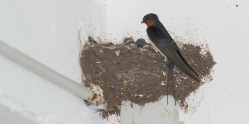 Auch eine ungünstige Stelle für ein Nest