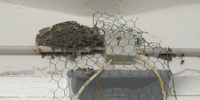 Verzweifelter Versuch, den Nestbau zu verhindern