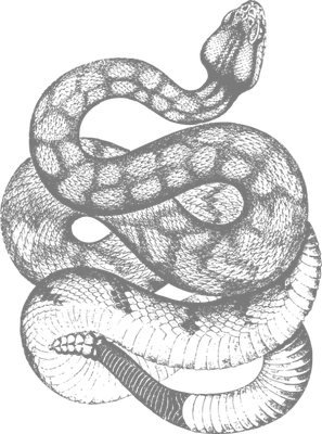serpent - animal rampant - animaux - smiley émoticône émoji cartoon clipart illustration - artémotic