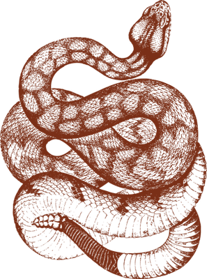 serpent - animal rampant - animaux - smiley émoticône émoji cartoon clipart illustration - artémotic