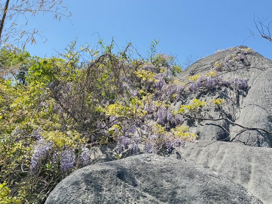 藤の花