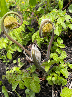 ゼンマイ(新芽)