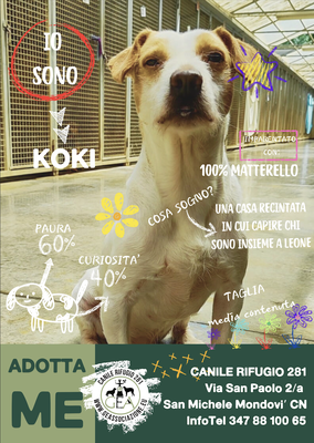 KOKI ADOTTATO A DISTANZA DA ELISA per LOLLO