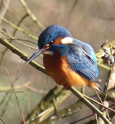 Eisvogel/Buchta