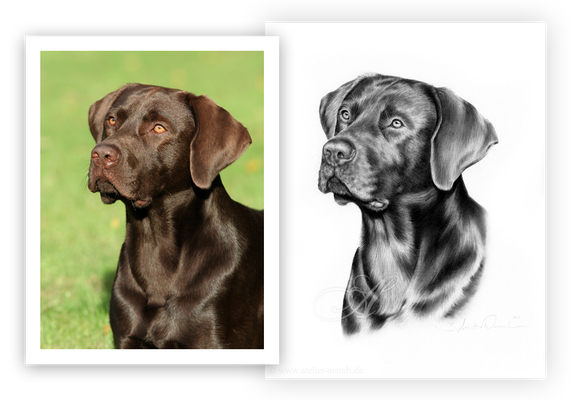 Hundeportrait Hund Portrait beauftragen nach Foto Geschenk Hundebesitzer