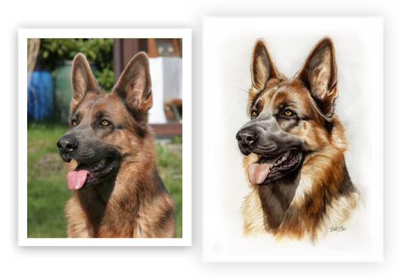 Deutscher Schäferhund detailliert gemalt in Aquarell