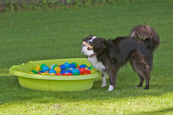 Hundeplausch © Hundeschule gooddog