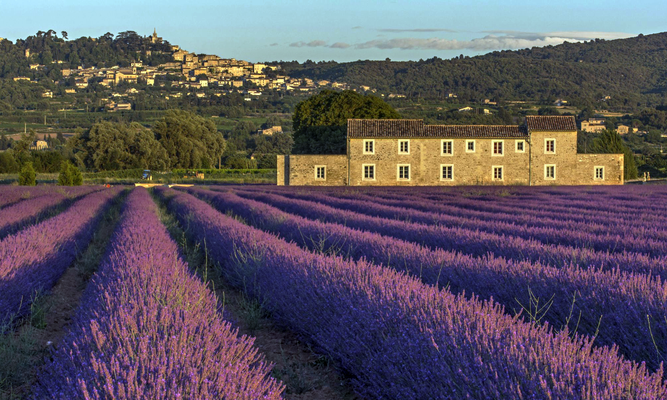 Depuis les champs de lavande