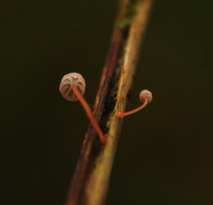 varenmycena 