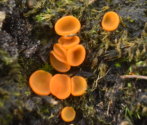 Kamsporige oranje bekerzwam 