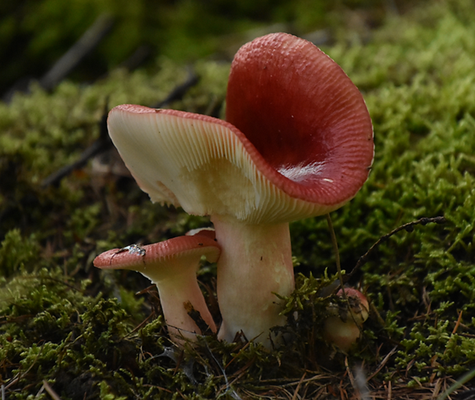 Appelrussula