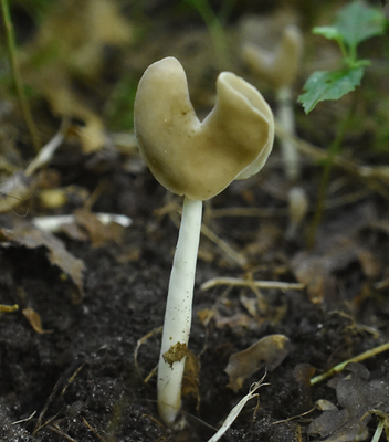 Zadelkluifzwam