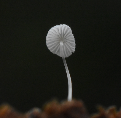 Plooirokmycena