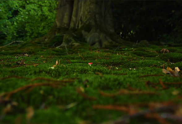 Russula in symbiose 