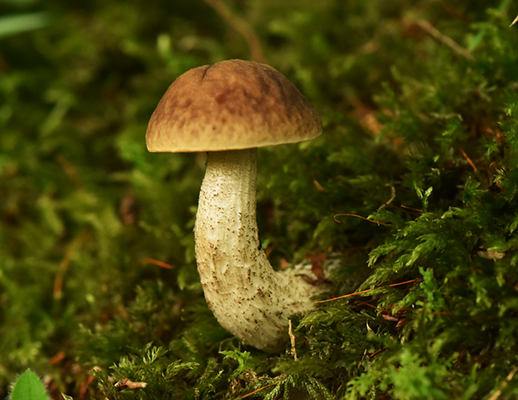 Haagbeukboleet