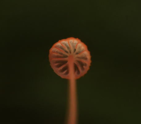 varenmycena 