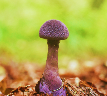 Violette gordijnzwam