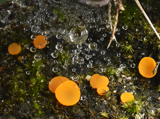 Kleine oranje bekerzwam 