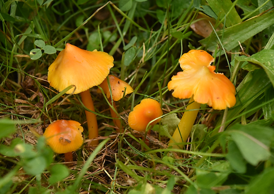 Puntmutswasplaat
