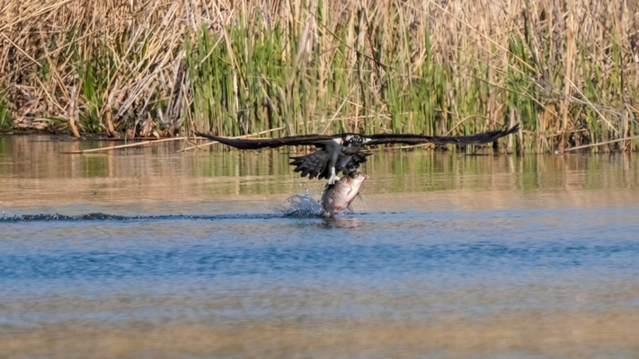 fischadler - naturgetreue wildlife fotografie berlin brandenburg mit sven budberg.